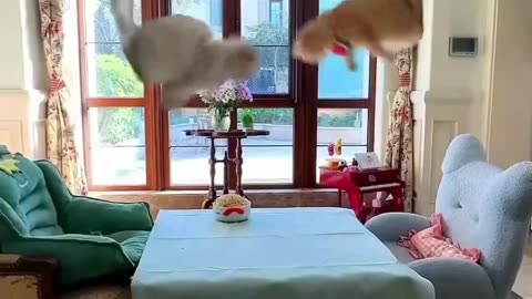 Feline Frenzy The Funniest Cat Playtime Reactions!