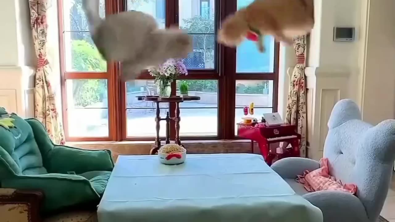 Feline Frenzy The Funniest Cat Playtime Reactions!