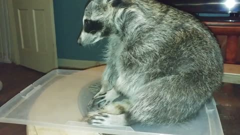 Mapache juega con su nuevo cubo de juguete