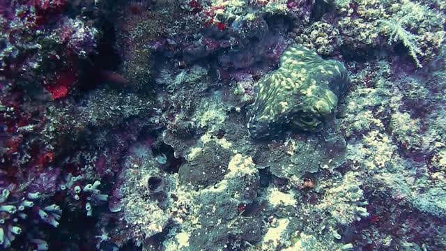 what fish is this It will change color, do you see it