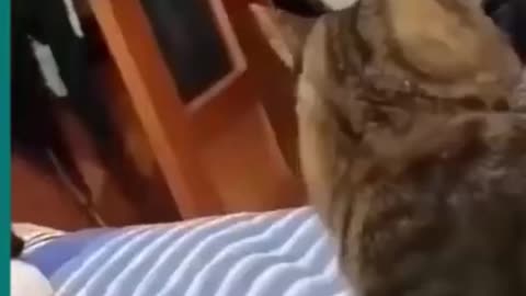 💞😆Cats and dogs fighting very funny😂|| Try not to laugh