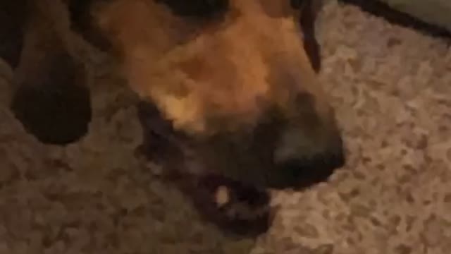 Funny sound my dog makes when she eats