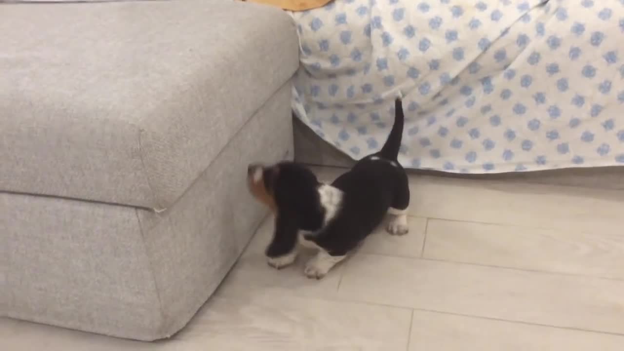 Bassethound puppy wants to hop on the sofa funny dog