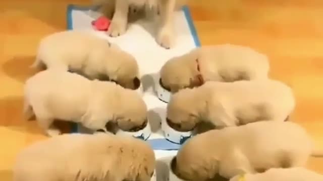 Golden Retriever family, 11 babies have to eat neatly