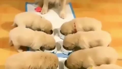 Golden Retriever family, 11 babies have to eat neatly