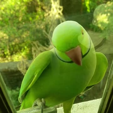 A beautiful green parrot I think he's hungry and came to knock on the door