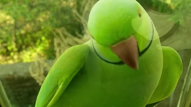 A beautiful green parrot I think he's hungry and came to knock on the door