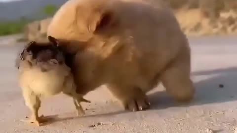 OMG ! extremely cute ''Puppy dog'' playing with little ''chicks''