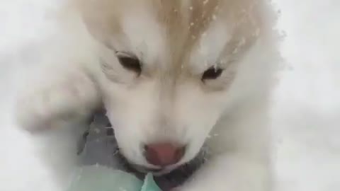 Dogs playing in the snow