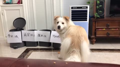 Pug gets neck massage from gentle giant Akita