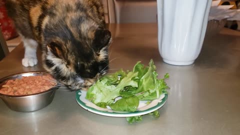Cat chose salad over cats food