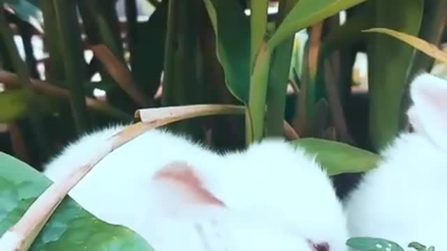 Rabbits Resting On A Pot With A Plant