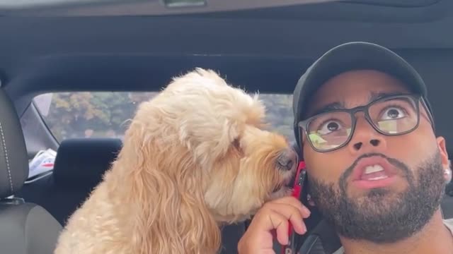 She felt embarrassed at the end... 😳😂#cockapoo #dogs #puppylove