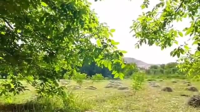 Breakfast in Nature with birds sound🔥