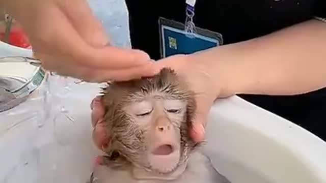 Cutest Thing Ever! I Want One So Bad!!!!😍