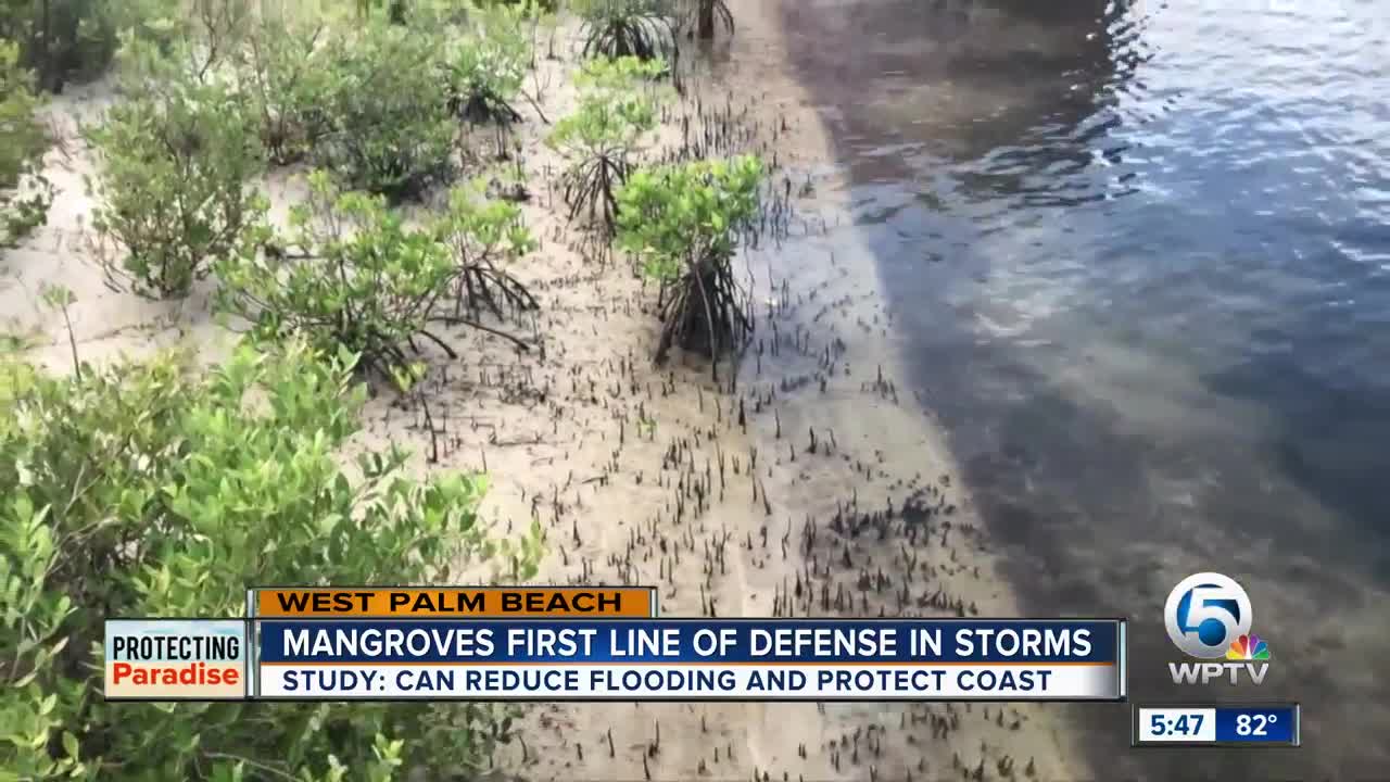 Mangroves first line of defense in storms