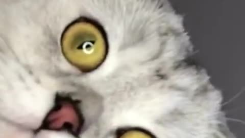 So funny cat video 2021