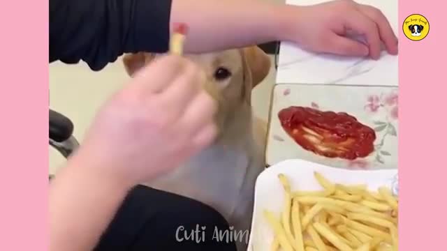 Funniest Animals 🤣Funny dog and cat