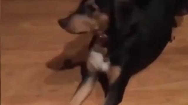 My dog is afraid of my RC π
is it alien π½