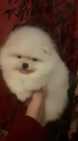 Pom pom pom Pomeranian