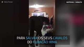 Americana transforma casa em estábulo para salvar cavalos do furacão