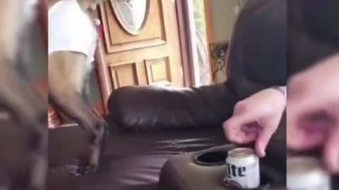 When The Dog Gets Cranky | Funny Dog