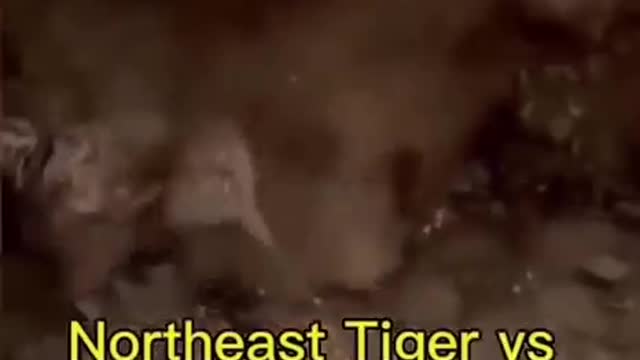 Funny tiger video