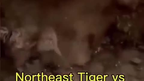 Funny tiger video