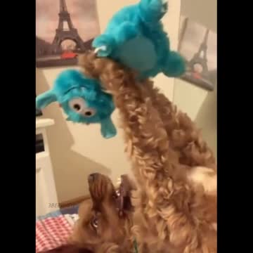 They are like little kids, everyone has their own favorite toys 🤣