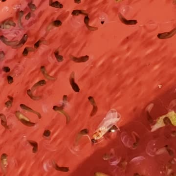 Frog/Toad tadpoles or insect larvae?