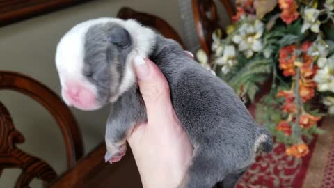 Cute Puppy English Bulldog