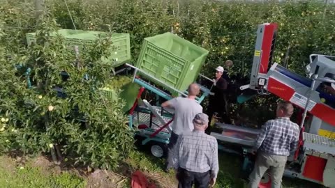 Jujube,plum,cherry, watermelon Harvesting Machine in Action - Awesome Fruit Harvester Technology