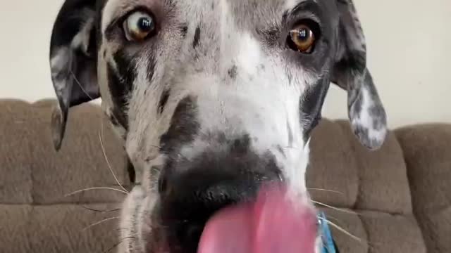 THE GREAT DANE Dog Video 89 - Great Dane Compilation - Tallest Dog in The World