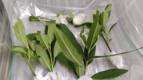 Monarch whisperer rescue