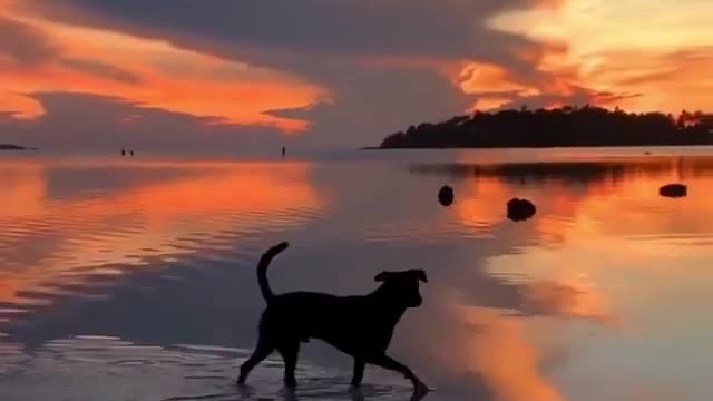Pup enjoying the water during a sunset