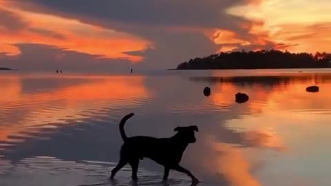 Pup enjoying the water during a sunset