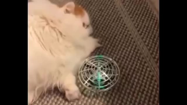 Funniest Cats 😹 - Don't try to hold back Laughter 😂 - Funny Cats Life