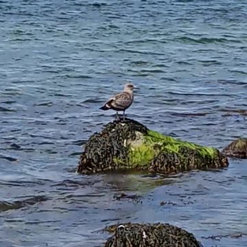 Seagull's playing outside Point Judith Lighthouse. (Rhode Island)