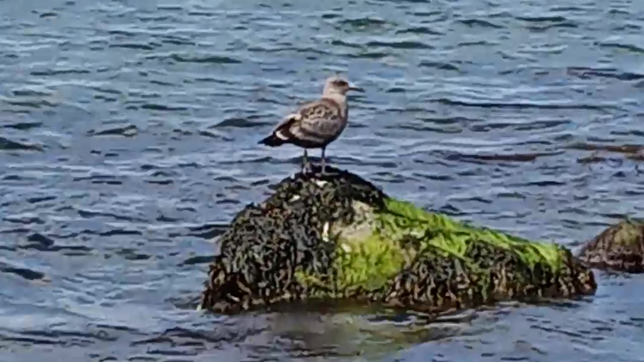 Seagull's playing outside Point Judith Lighthouse. (Rhode Island)