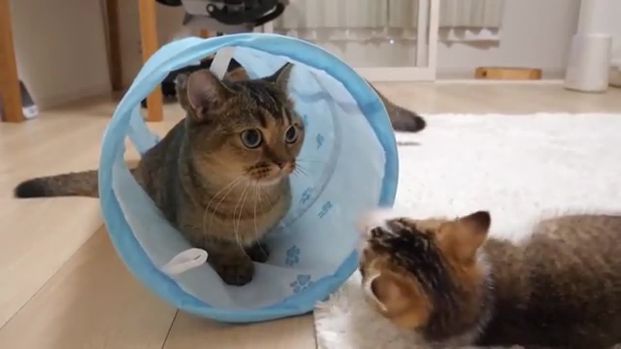 Fun Time with a Cat Tunnel.