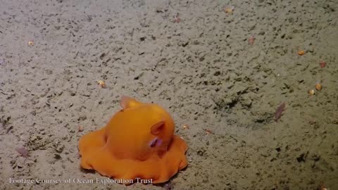 The Cutest Octopus