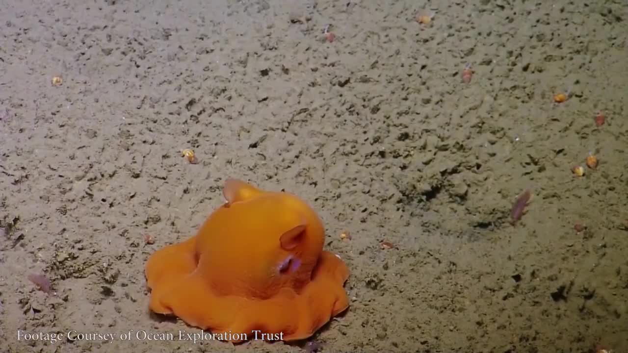 The Cutest Octopus