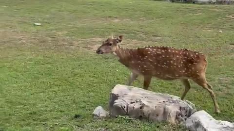 Rescued deer gets a tasty flowers really cute