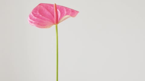 Person Holding a Anthurium Flower