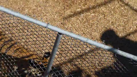 Grumpy Tigers at The Wild Animal Sanctuary in Colorado