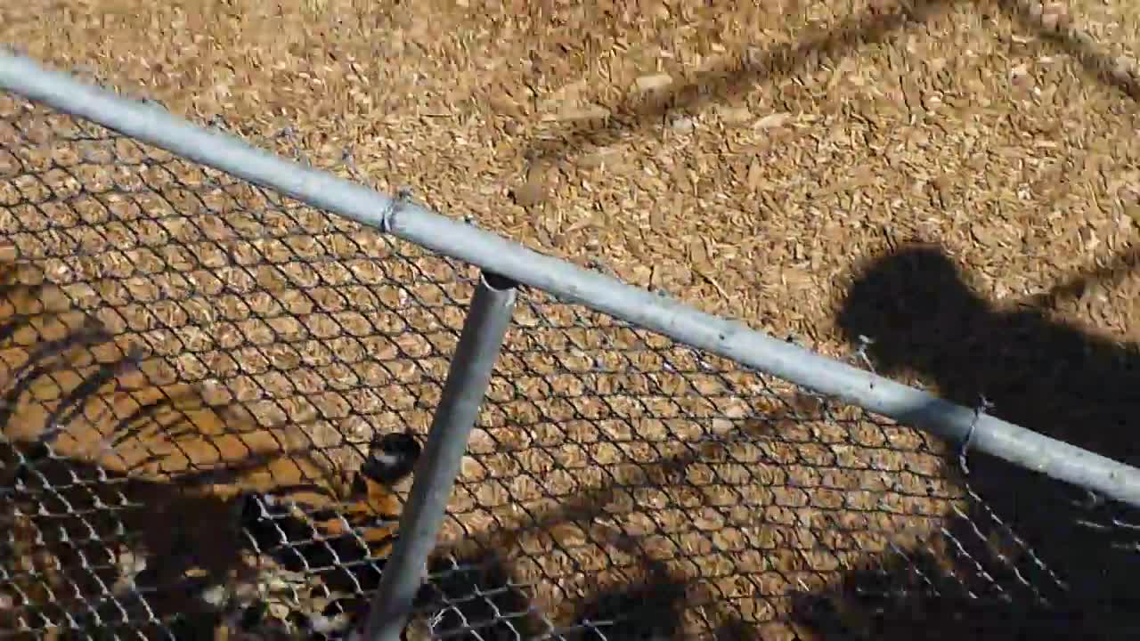 Grumpy Tigers at The Wild Animal Sanctuary in Colorado