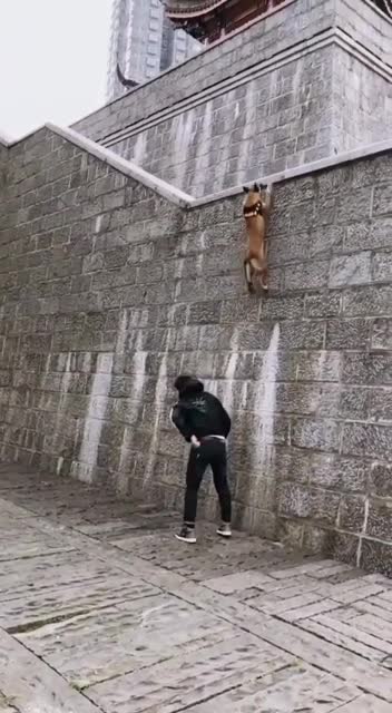 dog walking on the wall