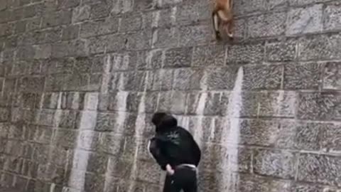 dog walking on the wall