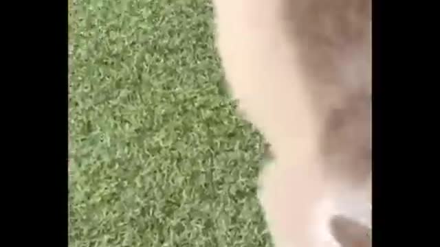 Cute Puppies doing Funny things ...compilations 2021