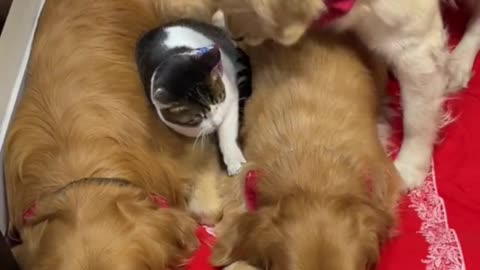 Like a dog like a fart